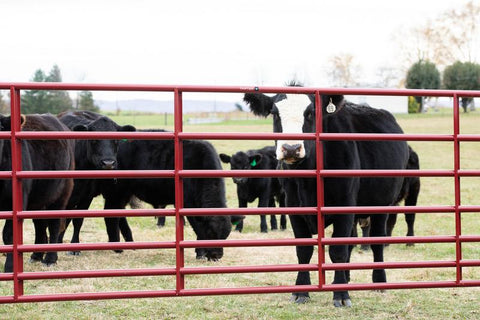 Tarter Steelmax Stock Gate-7-Bar Heavy-Duty Bull Gate- 6' Green