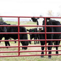 Tarter Steelmax Stock Gate-7-Bar Heavy-Duty Bull Gate- 14' Red