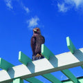 Bird-B-Gone Hawk Decoy