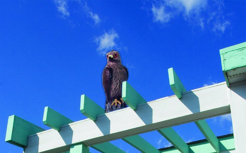 Bird-B-Gone Hawk Decoy