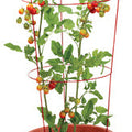 Panacea Vibrant Tomato Cage, 42"