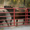 Tarter Bullmax Round Corner Gate-2" 6-Bar Extra Heavy-Duty Gate- 8' Galvanized.