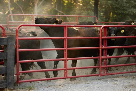 Tarter Bullmax Round Corner Gate-2" 6-Bar Extra Heavy-Duty- 16' Red
