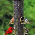 Aspects Quick-Clean Big Tube Seed Feeder