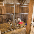 Tarter Kidding Pen Walk-Thru- 5' Galvanized.
