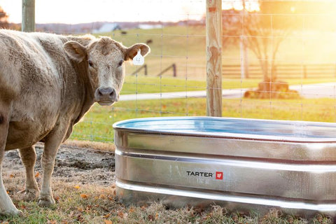 Tarter Oval Mega 220-Oval Galvanized Stock Tank 2'X2'X8'