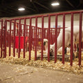 Tarter 3-Piece Heavy-Duty S-Bar Feeder with Metal- Galvanized.