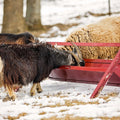 Tarter Trough Feeder - 8'
