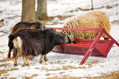 Tarter Trough Feeder - 8'