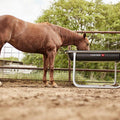 Tarter Equine Pro Bunk Feeder-1 Pc Heavy-Duty Tall Bunk Feeder- 5' Galvanized