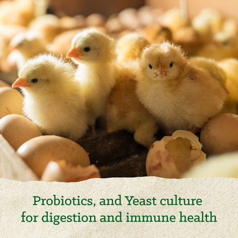 Nutrena® Nature Smart® 20% Protein Chick Starter Grower Crumble 35 lbs