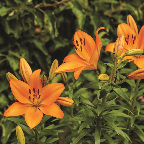 Ns Britn Lily 14-16CM