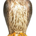 Bird-B-Gone Hawk Decoy