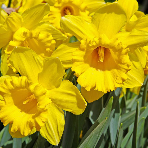 Ns Daffodil Dutch Mastr