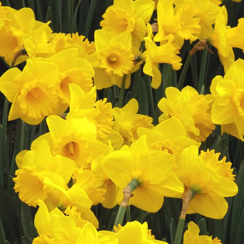 Ns Daffodil Dutch Mastr