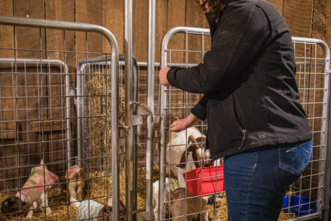 Tarter Galvanized Kidding Pen Panel with Hardware
