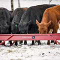 Tarter Metal Grain Feeder - 10' Red