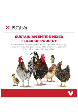 Purina® Flock Raiser® Crumbles Poultry Feed, 50 lb