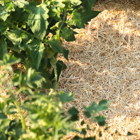 HealthiStraw GardenStraw Premium Wheat Straw Mulch, 3 cu ft