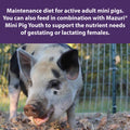 Mazuri® Mini Pig Active Adult, 25 lb – view 2
