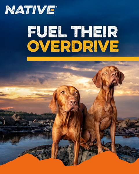 Native® Level 3 Dog Food, 20 lb