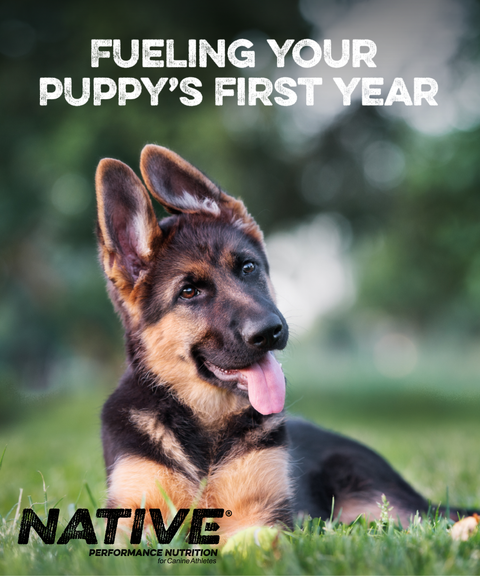 Native® Puppy Dog Food, 40 lb
