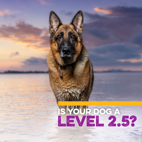 Native® Level 2.5 Dog Food, 40 lb