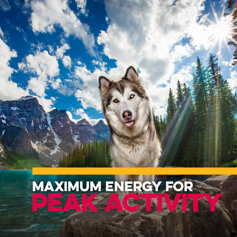 Native® Level 4 Dog Food, 40 lb