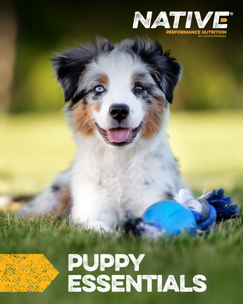 Native® Puppy Dog Food, 40 lb