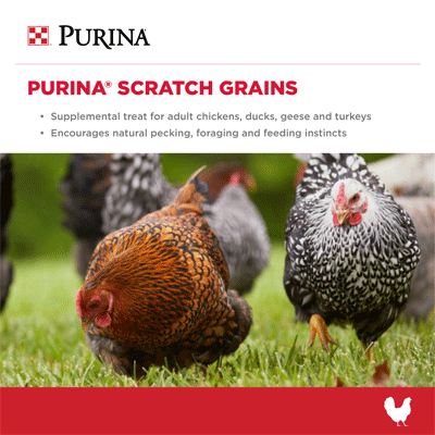 Purina® Scratch Grains Poultry Feed, 50 lb