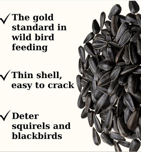 Semican Black Oil Sunflower Seeds Wild Bird Food, 40 lb