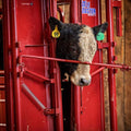 Tarter Feeder Galvanized with O S Bar