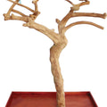JAVA WOOD TREE BOX 40X32XX61 IN