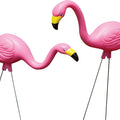 BLOEM PINK FLAMINGO LG-2 PK
