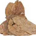 HERMIT HEADQUARTERS HERMIT CRAB CATAPPA LEAVES 5 PK