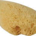 HERMIT HEADQUARTERS HERMIT CRAB NATURAL SEA SPONGE 2X1 IN