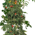 HYDROFARM HEAVY DUTY TOMATO BARREL W/TOWER