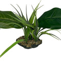 KOMODO WOODLAND CANOPY PLANT MD NATURAL