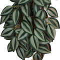 KOMODO ZEBRINA CLIMBING PLANT MD - 16 IN GREEN/RED