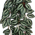 KOMODO ZEBRINA CLIMBING PLANT LG - 24 IN GREEN/RED