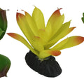 KOMODO SUCCULENT PLANT 3 PK GREEN/YELLOW