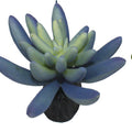 KOMODO SUCCULENT PLANT 3 PK BLUE/GREEN
