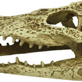 KOMODO ALLIGATOR SKULL MD NATURAL