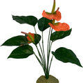 KOMODO ANTHURIUM BUSH LG GREEN/BROWN