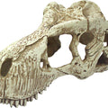 KOMODO T-REX SKULL LG NATURAL