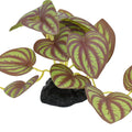 KOMODO SMALL STANDING ZEBRINA PLANT 3.5 IN BROWN/GREEN