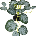 KOMODO SMALL STRING OF HEARTS PLANT 3.5 IN GREEN