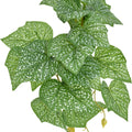 KOMODO STANDING SPOTTED POTHOS PLANT 5 IN GREEN