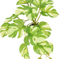 KOMODO STANDING VARIGATED MONSTERA PLANT 5 IN GREEN