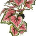 KOMODO STANDING CALADIUM PLANT 5 IN PINK/GREEN
